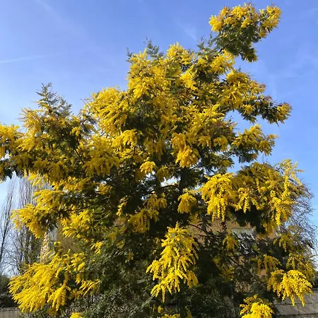 Les D'alienor-suite Mimosa *