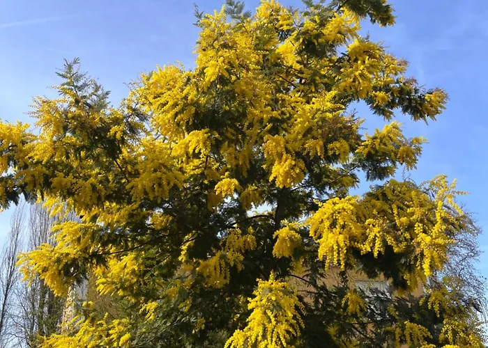 Les D'alienor-suite Mimosa *